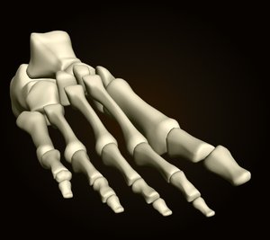 3ds foot bones