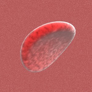 free blood cell 3d model