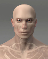 Muscle Man with Skeleton