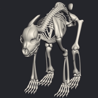 bear skeleton max