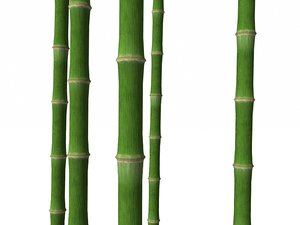 3d uv bamboo trunk