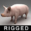 rigged pig 3ds