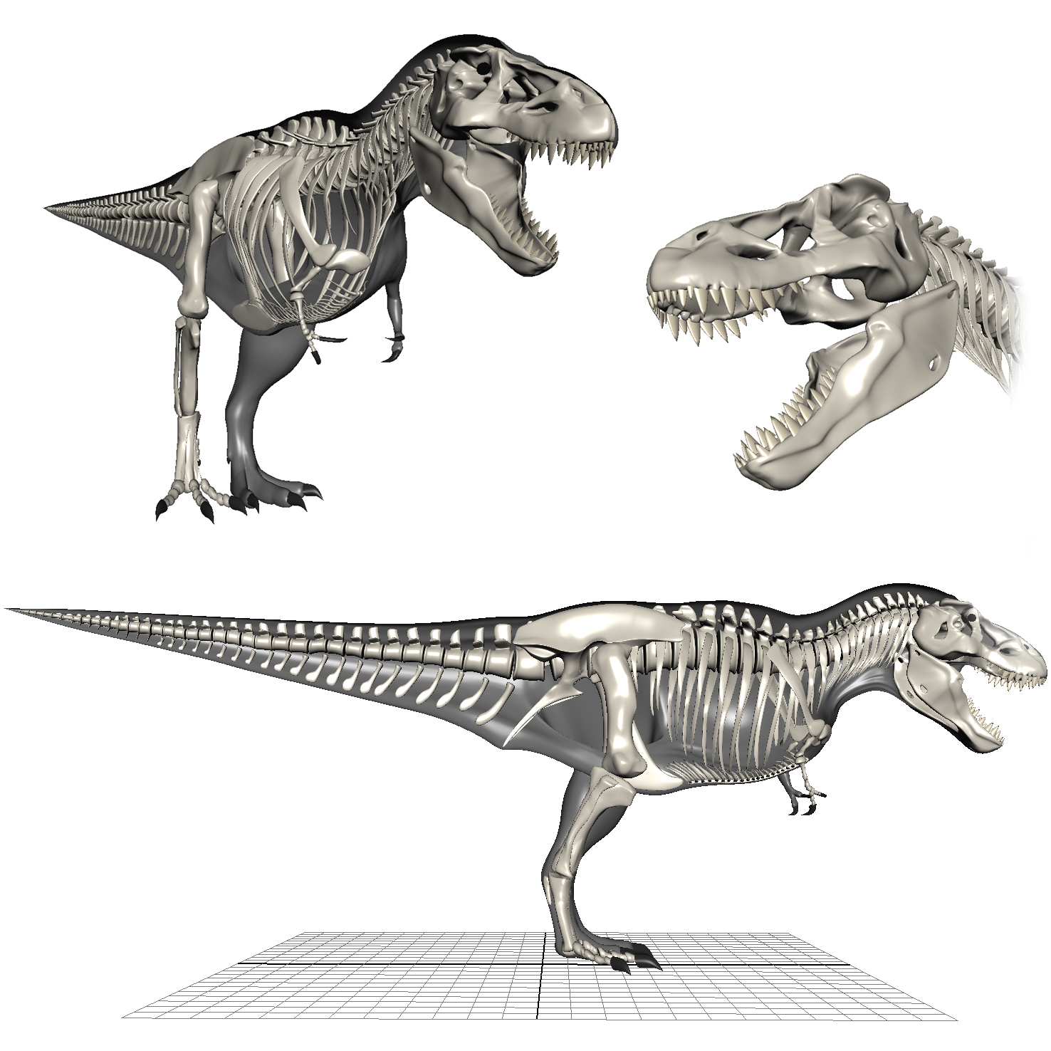 anatomically correct t rex
