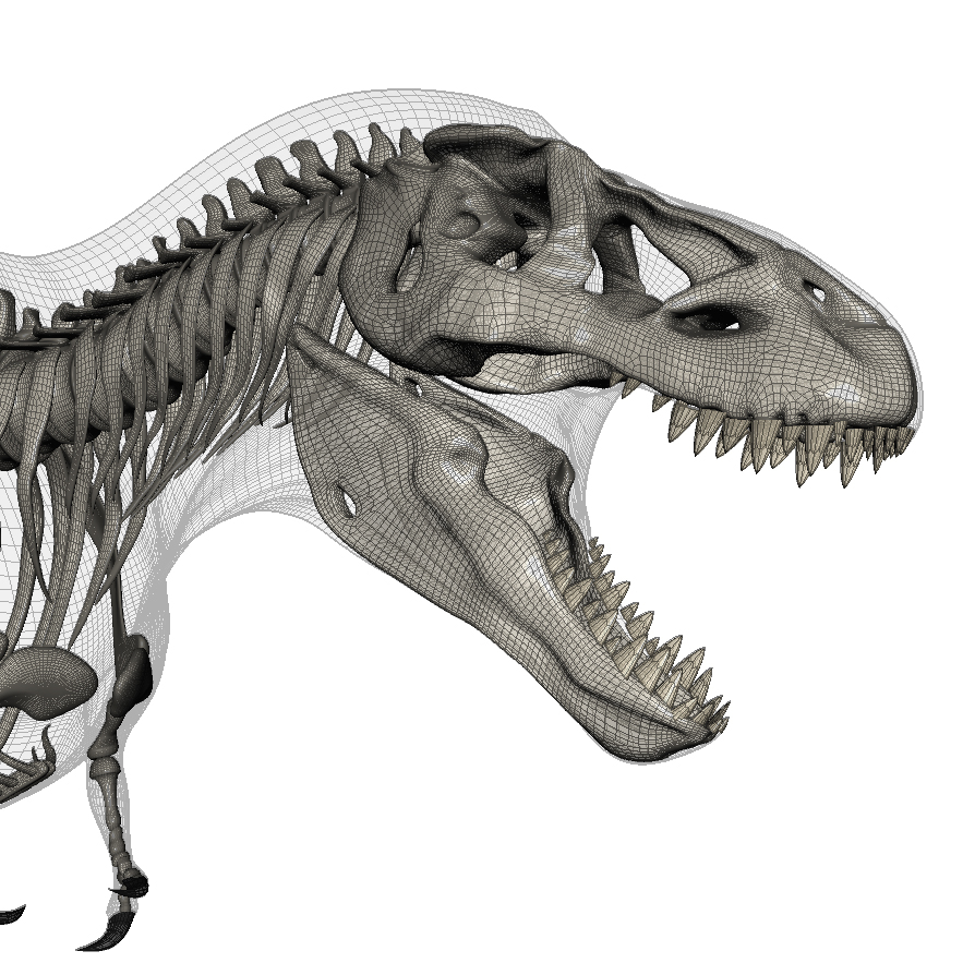 t rex skeleton model