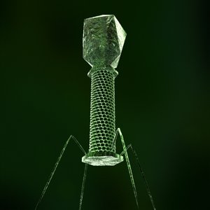 3d model bacteriophage dna
