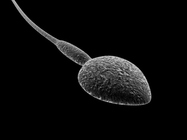 3dsmax sperm cell animations