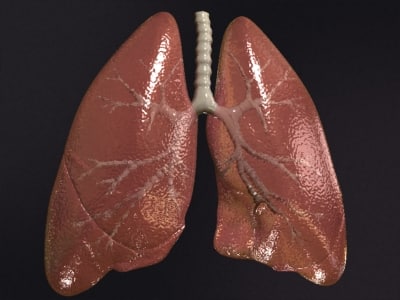 realistic lungs 3d max