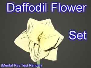 max set daffodil