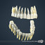 human teeth 3ds
