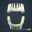 human teeth 3ds