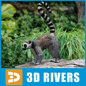 lemur primates 3d max