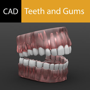 gums tooth teeth 3d model