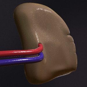 3d realistic human spleen model