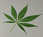 3d model marijuana leaf