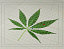 3d model marijuana leaf