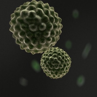 pollen cell microscopic 3d model