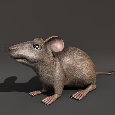 3d rat mouse