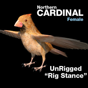 3d cardinal female rig stance model