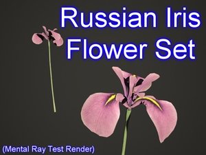 3dsmax set russian iris flowers