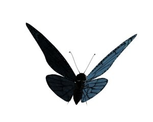 butterfly fly 3d model