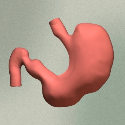 3d model human stomach