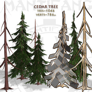cedar tree 3d model