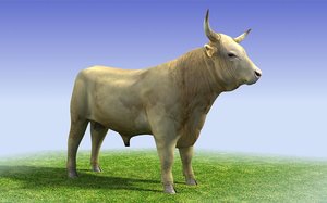 white bull 3d model