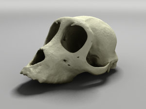 3d model skull monkey