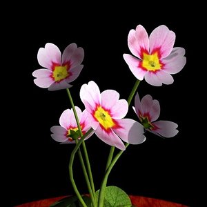 pink primrose flowering 3d obj