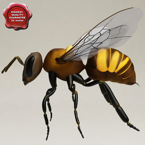 3d model wasp modelled