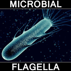 3ds max flagella bacteria cell 1