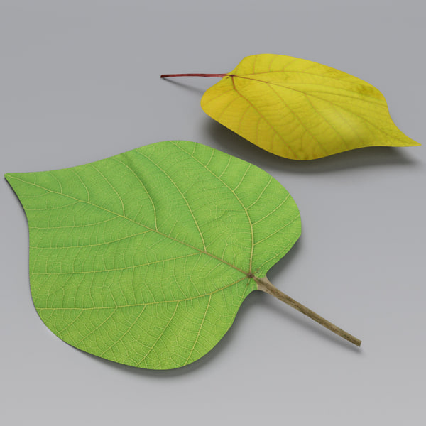ポプラの葉夏秋3dモデル Turbosquid