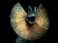maya dilophosaurus frill