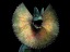 dilophosaurus with frill