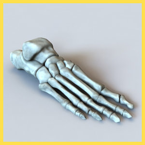 foot bones human max