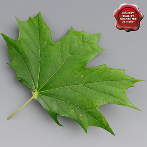 maple leaves summer 3d model