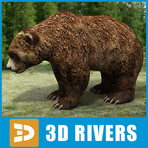 brown bear 3d model