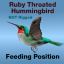 bird ruby throated hummingbird 3d c4d