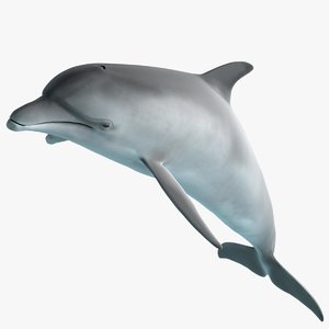 bottlenose dolphin 3d model