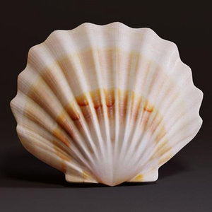 3d seashell sea model