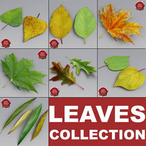 leaves set cherry 3d model