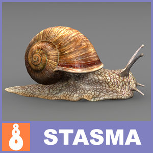 snail shell 3d model