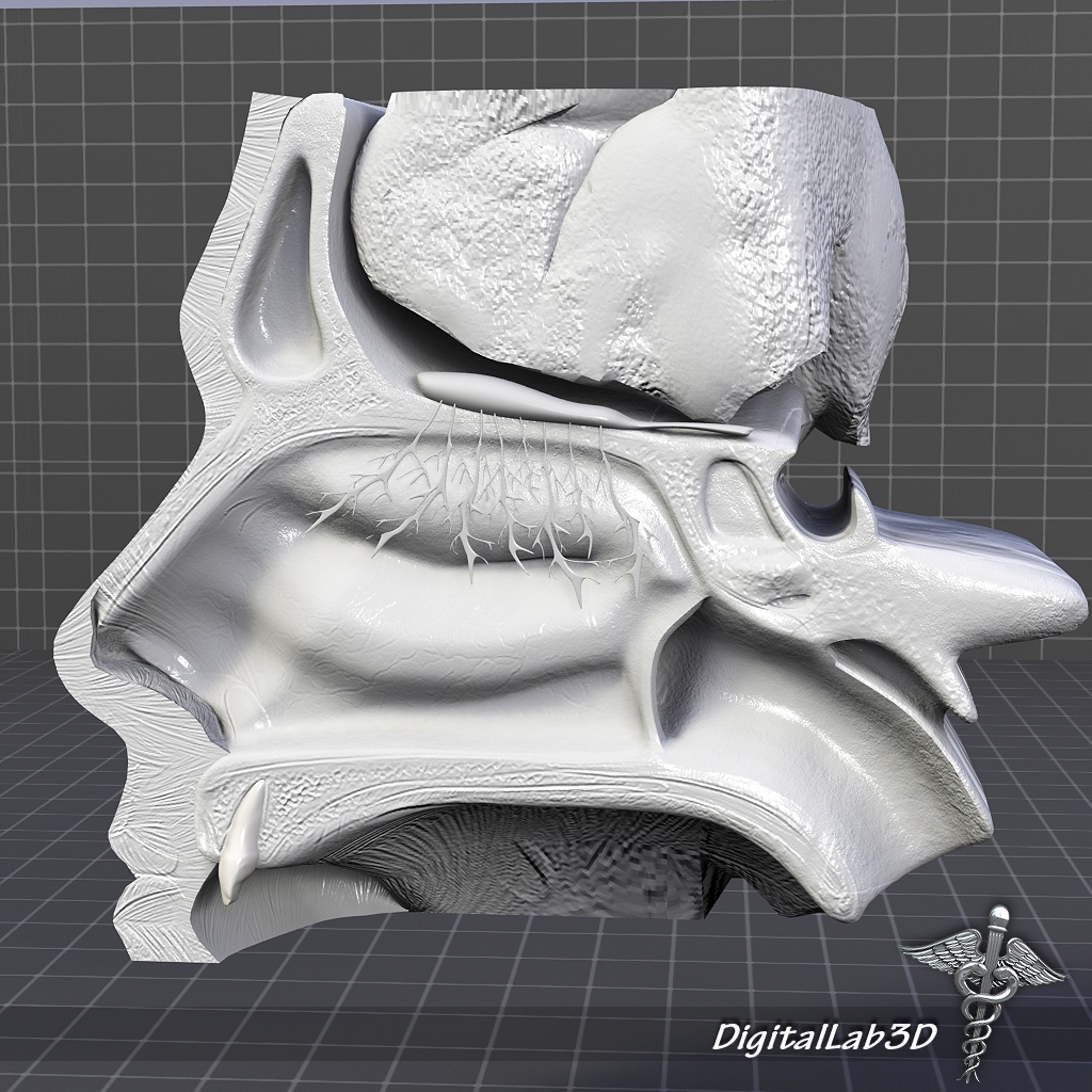 鼻子解剖学3d模型