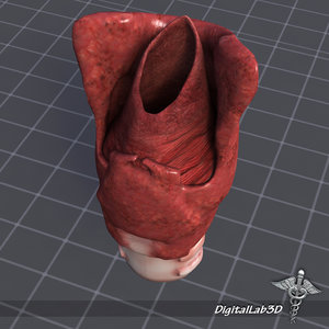 larynx throat 3d model