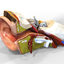 human ear anatomy 3d model