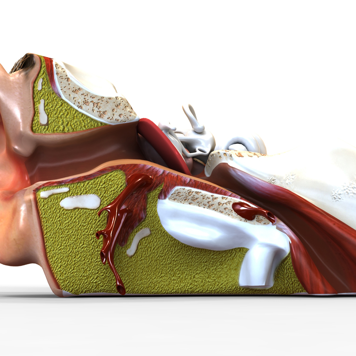 human ear anatomy 3d model