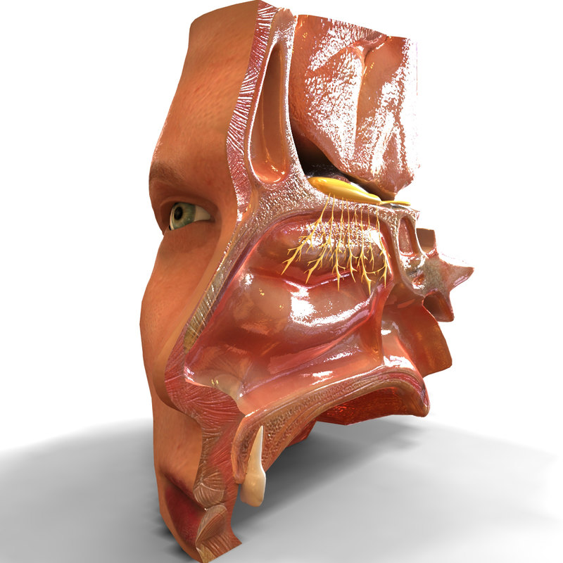 Nasal Cavity 3d Model | My XXX Hot Girl