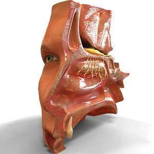 3d model ear anatomically