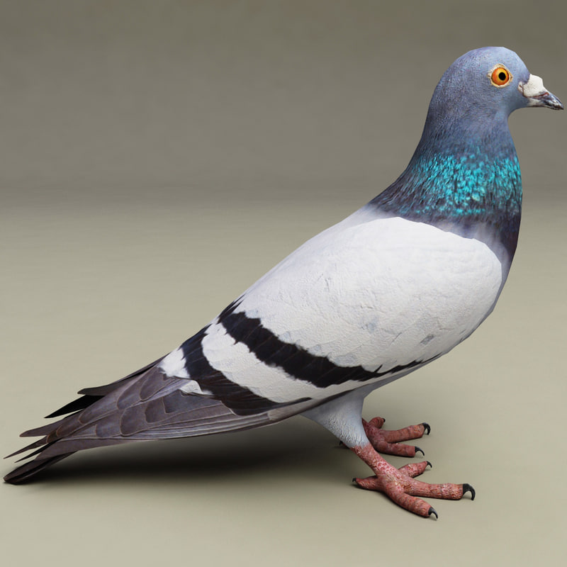 pigeon modelled 3d model