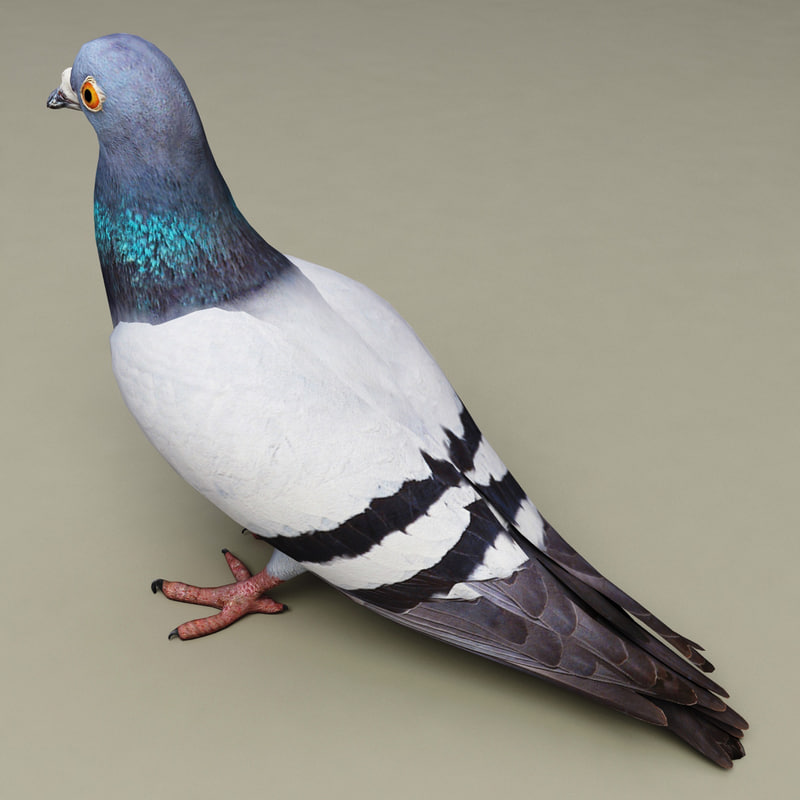 pigeon modelled 3d model